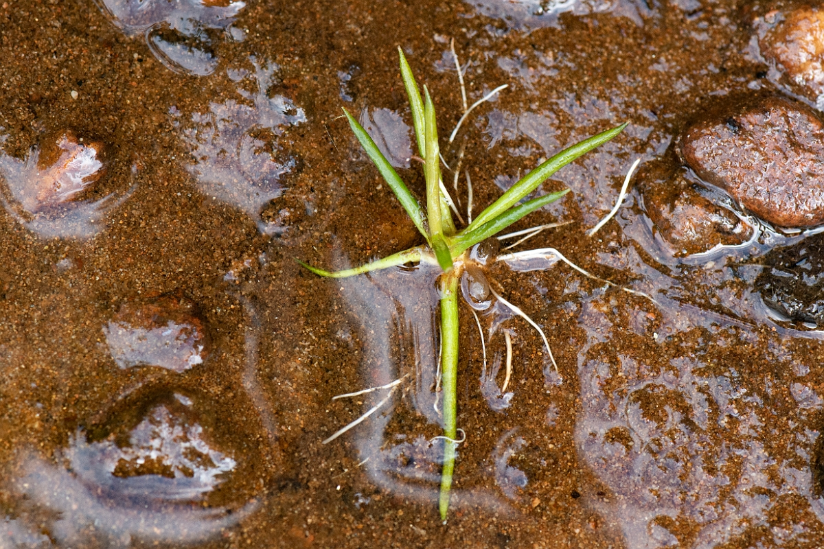 David Plant Photography - Wildlife Photography - Spring quillwort - B.JPG - Spring quillwort - Cairngorms