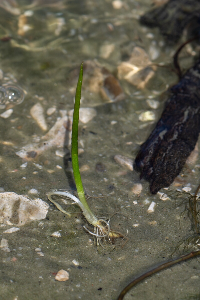 David Plant Photography - Wildlife Photography - Spring quillwort - C.jpg - Spring quillwort - Hampshire