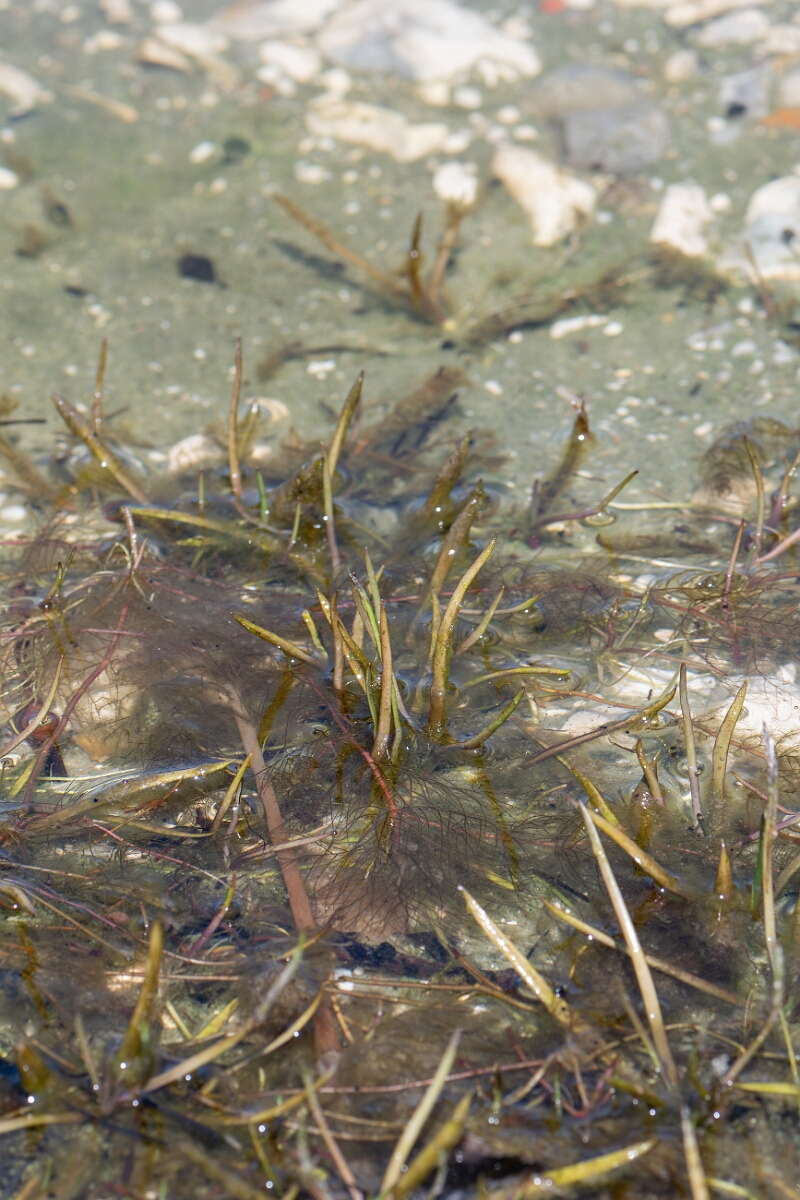 David Plant Photography - Wildlife Photography - Spring quillwort - F.jpg - Spring quillwort - Hampshire