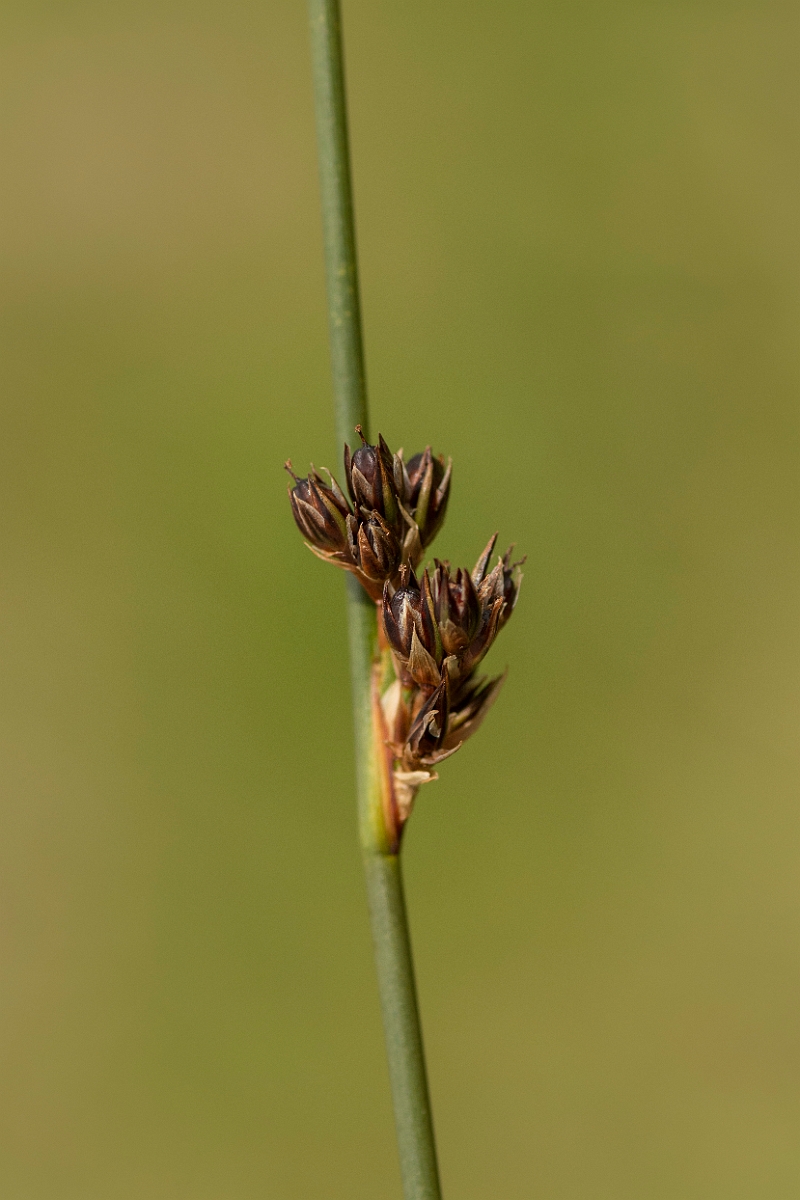 David Plant Photography - Wildlife Photography - Baltic rush - A.jpg - Baltic rush - Sutherland