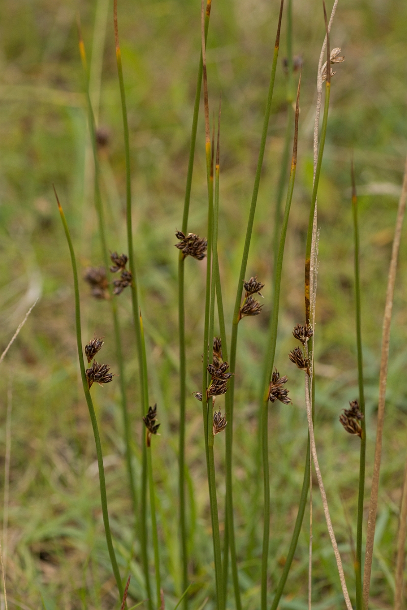 David Plant Photography - Wildlife Photography - Baltic rush - C.jpg - Baltic rush - Sutherland