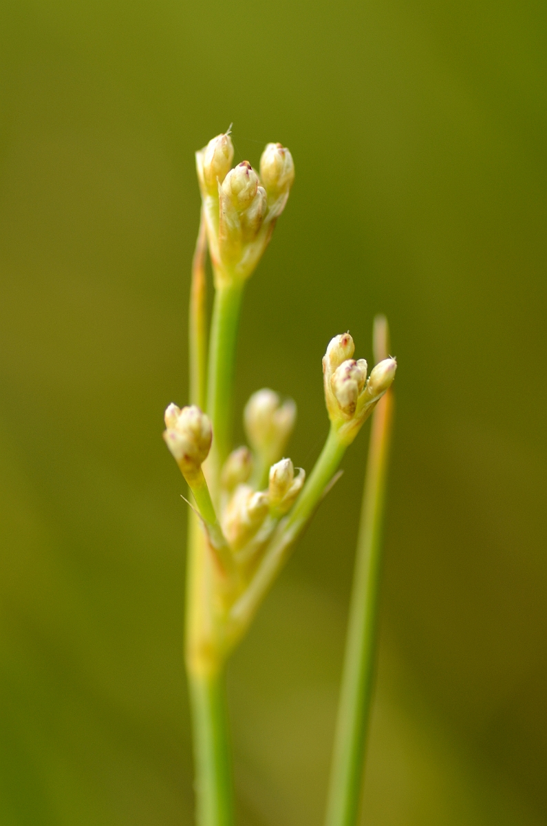 David Plant Photography - Wildlife Photography - Blunt-flowered rush - A.jpg - Blunt-flowered rush inflorescence - Norfolk