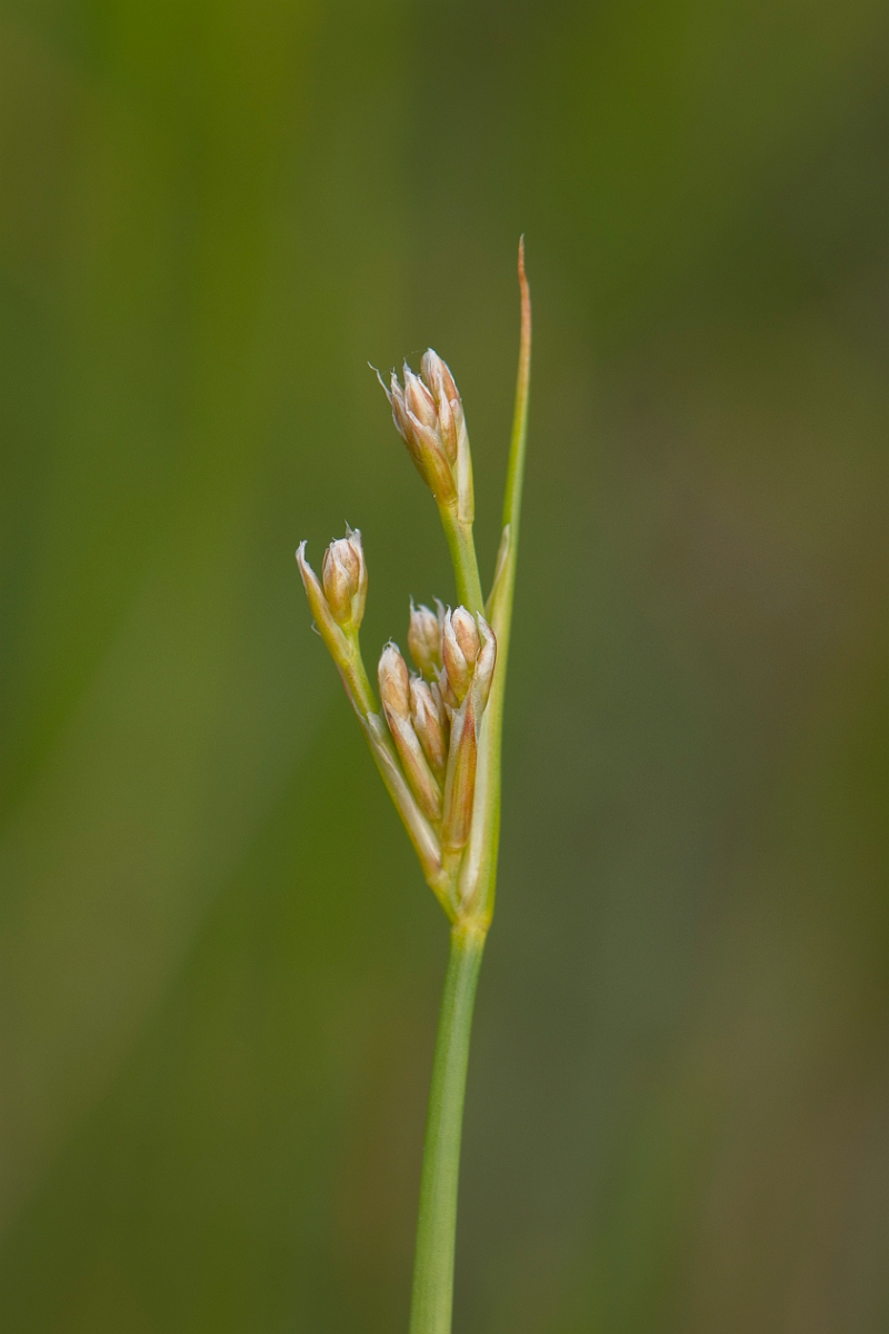 David Plant Photography - Wildlife Photography - Blunt-flowered rush - C.jpg - Blunt-flowered rush - Anglesey