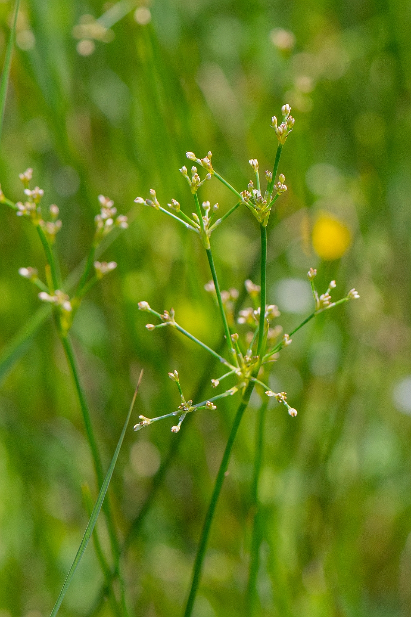 David Plant Photography - Wildlife Photography - Blunt-flowered rush - D.JPG - Blunt-flowered rush - Norfolk