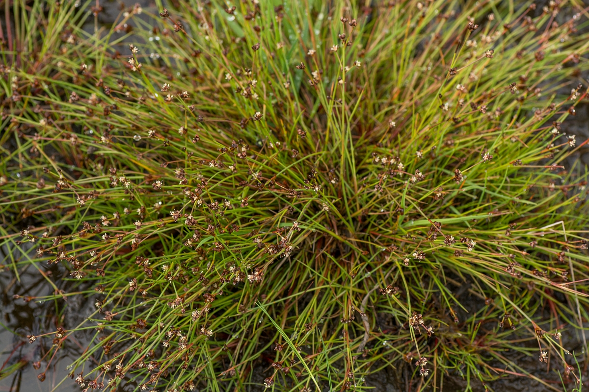 David Plant Photography - Wildlife Photography - Bulbous rush - B.jpg - Bulbous rush - Ayrshire