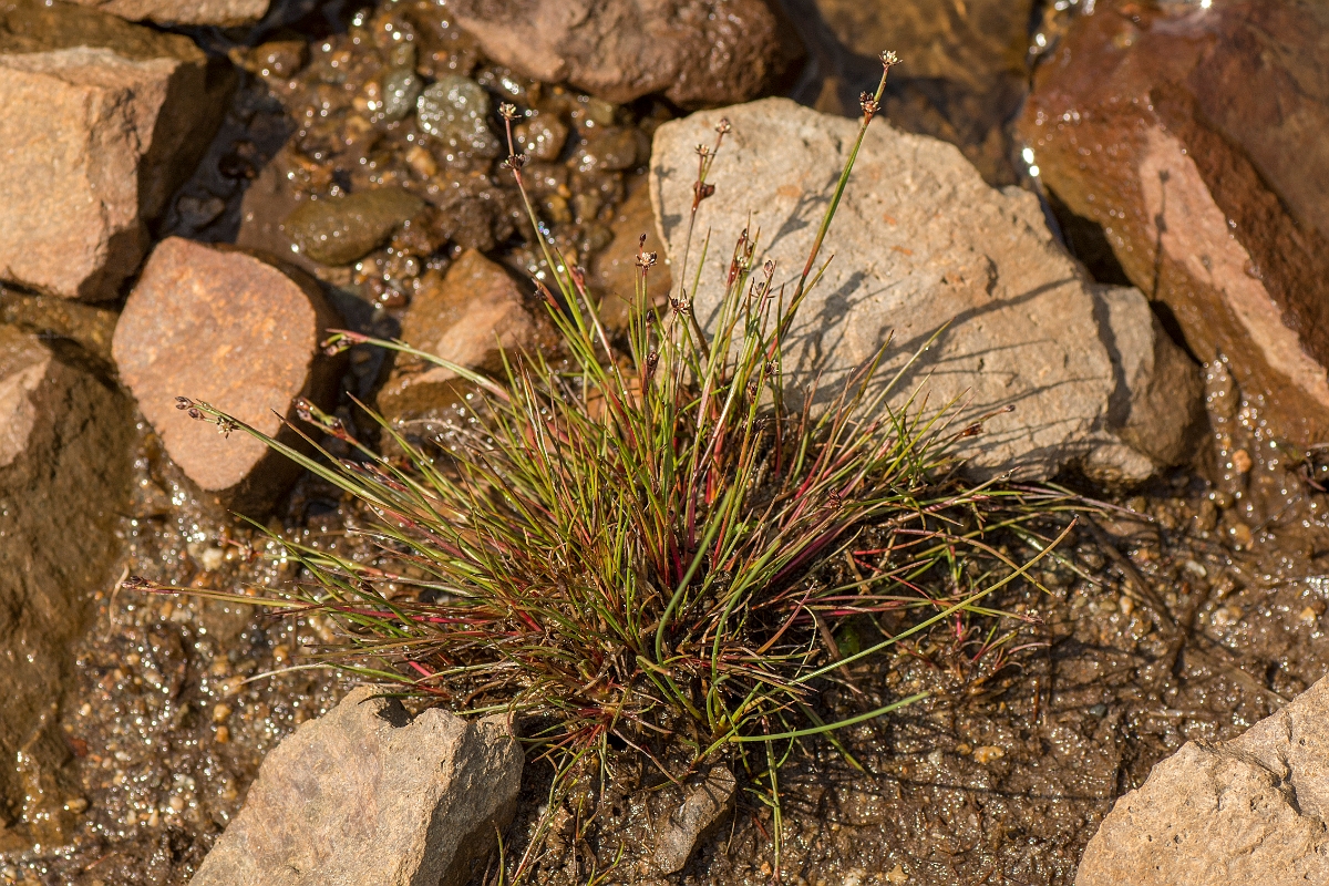 David Plant Photography - Wildlife Photography - Bulbous rush - C.jpg - Bulbous rush - Ayrshire