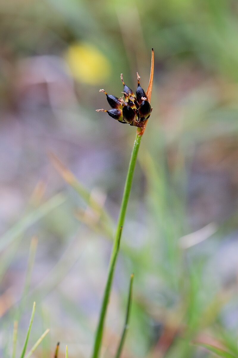 David Plant Photography - Wildlife Photography - Chestnut rush - A.jpg - Chestnut rush - Perthshire