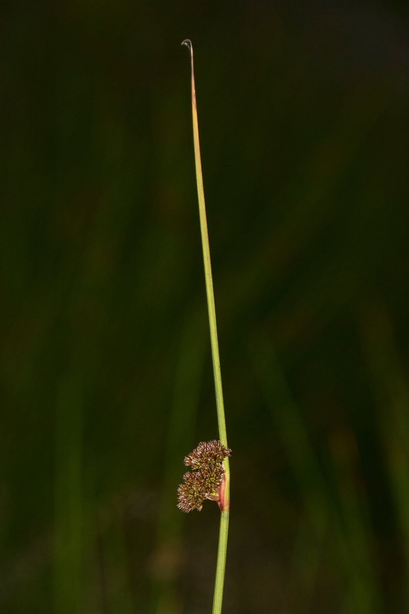 David Plant Photography - Wildlife Photography - Compact rush - A.jpg - Compact rush - Highlands