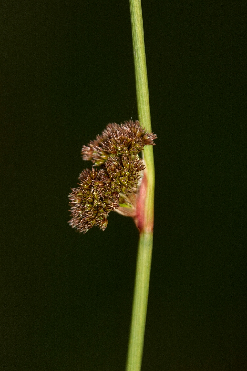 David Plant Photography - Wildlife Photography - Compact rush - B.jpg - Compact rush - Highlands