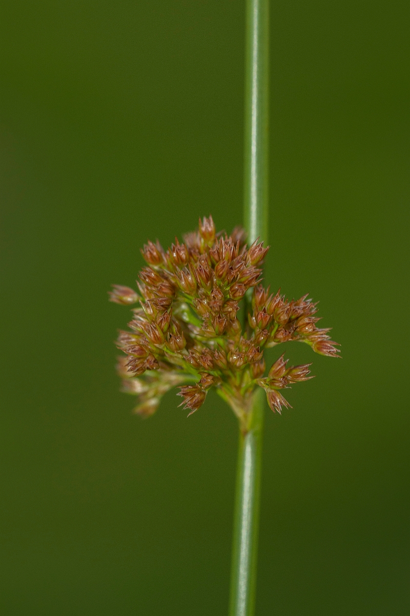 David Plant Photography - Wildlife Photography - Compact rush - C.jpg - Compact rush - Ayrshire