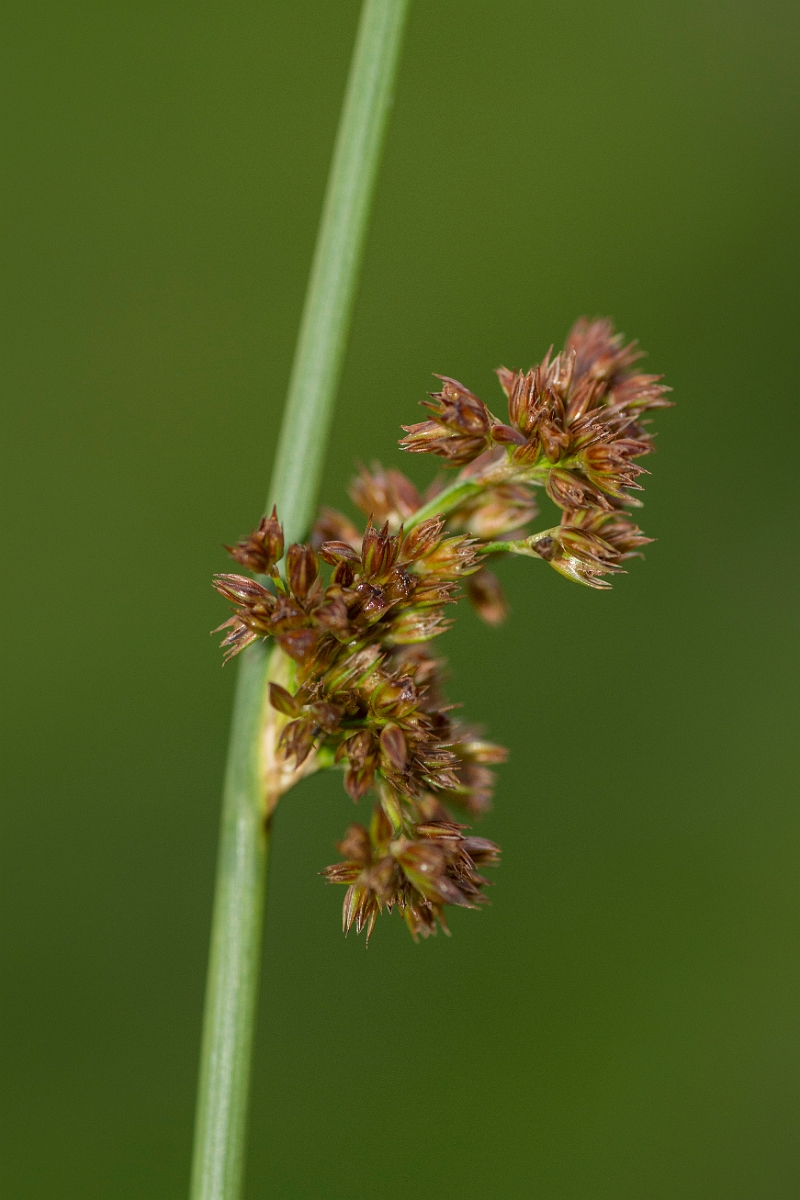David Plant Photography - Wildlife Photography - Compact rush - E.jpg - Compact rush - Ayrshire