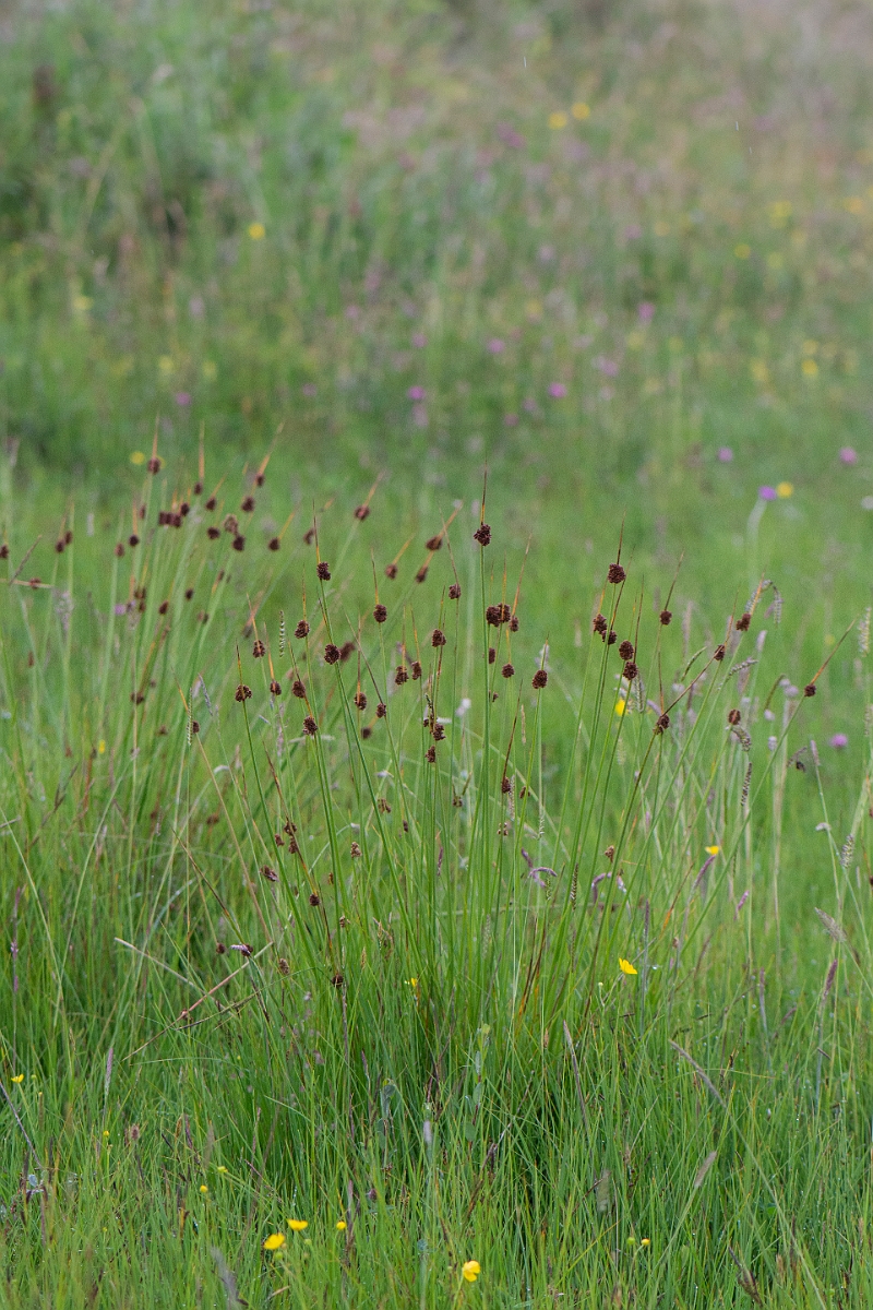 David Plant Photography - Wildlife Photography - Compact rush - I.JPG - Compact rush - Bridgend