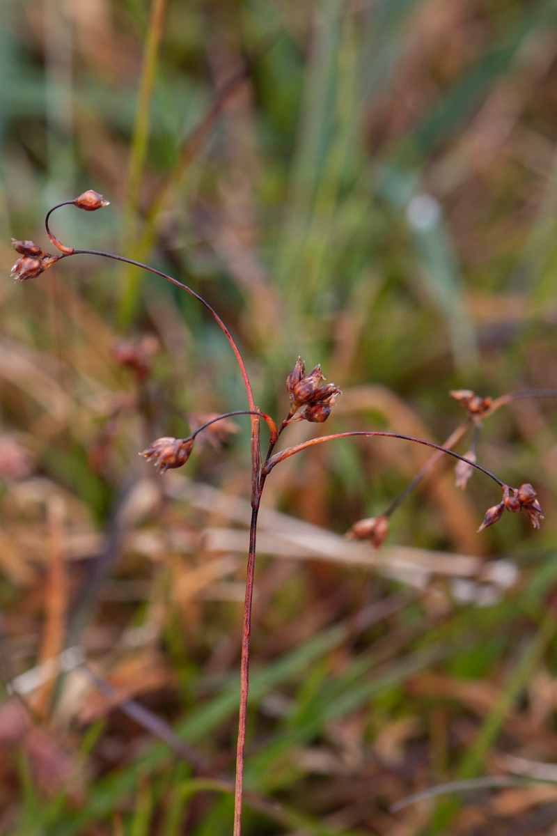 David Plant Photography - Wildlife Photography - Curved wood-rush - A.JPG - Curved wood-rush - Cairngorms