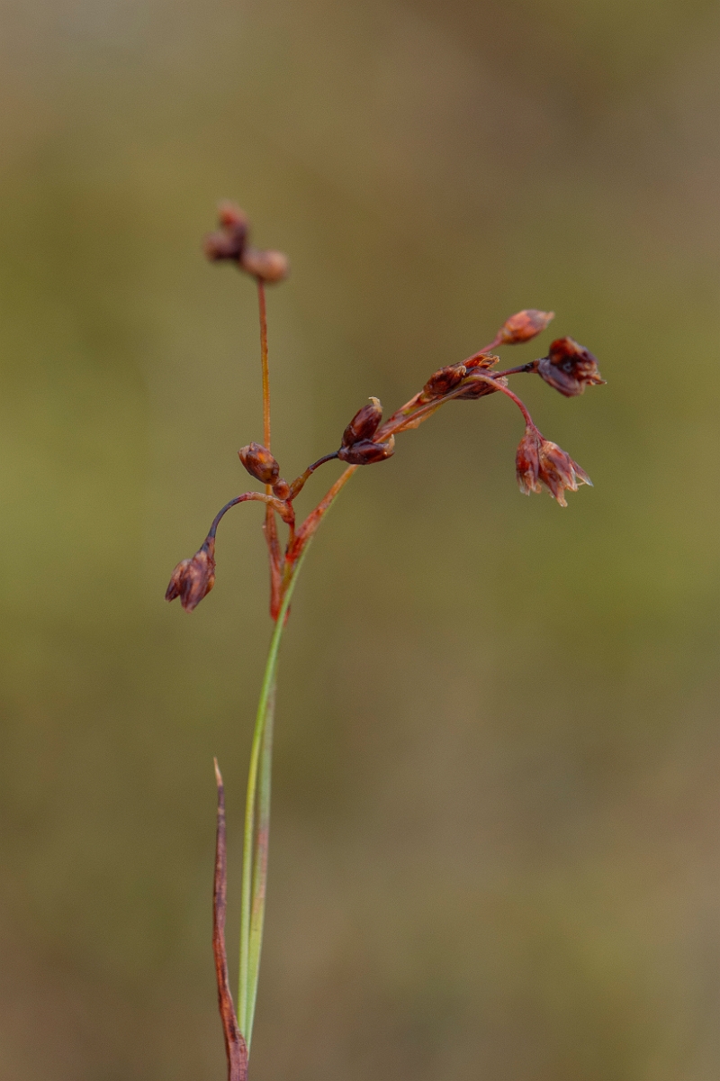 David Plant Photography - Wildlife Photography - Curved wood-rush - C.JPG - Curved wood-rush - Cairngorms