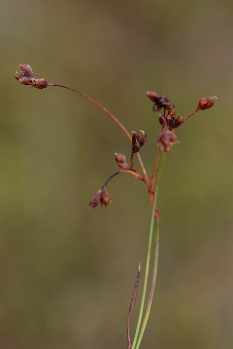David Plant Photography - Wildlife Photography - Curved wood-rush - D.JPG - Curved wood-rush - Cairngorms