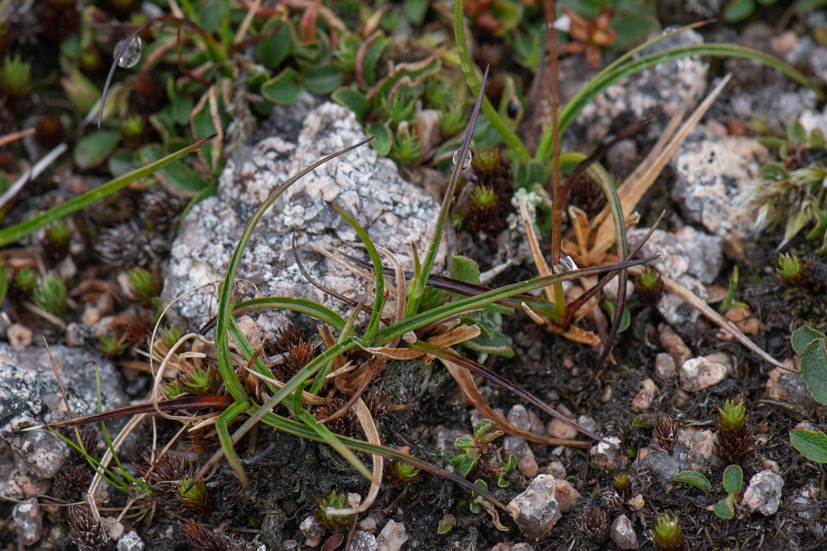 David Plant Photography - Wildlife Photography - Curved wood-rush - G.JPG - Curved wood-rush - Cairngorms