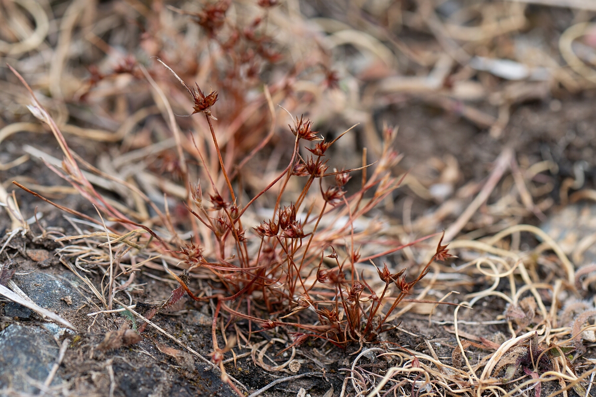 David Plant Photography - Wildlife Photography - Dwarf rush - E.jpg - Dwarf rush - Cornwall