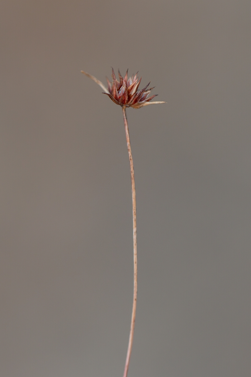 David Plant Photography - Wildlife Photography - Dwarf rush - F.jpg - Dwarf rush - Cornwall