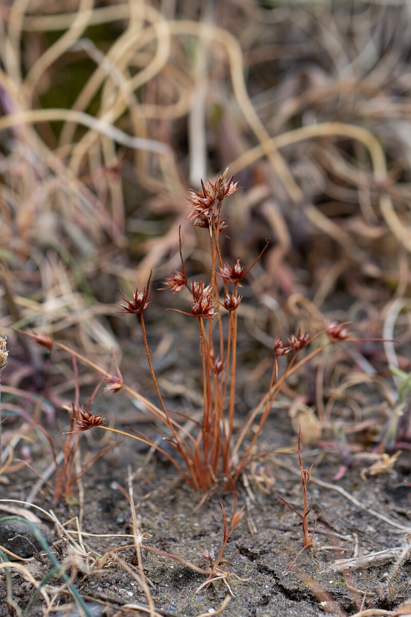 David Plant Photography - Wildlife Photography - Dwarf rush - I.jpg - Dwarf rush - Cornwall