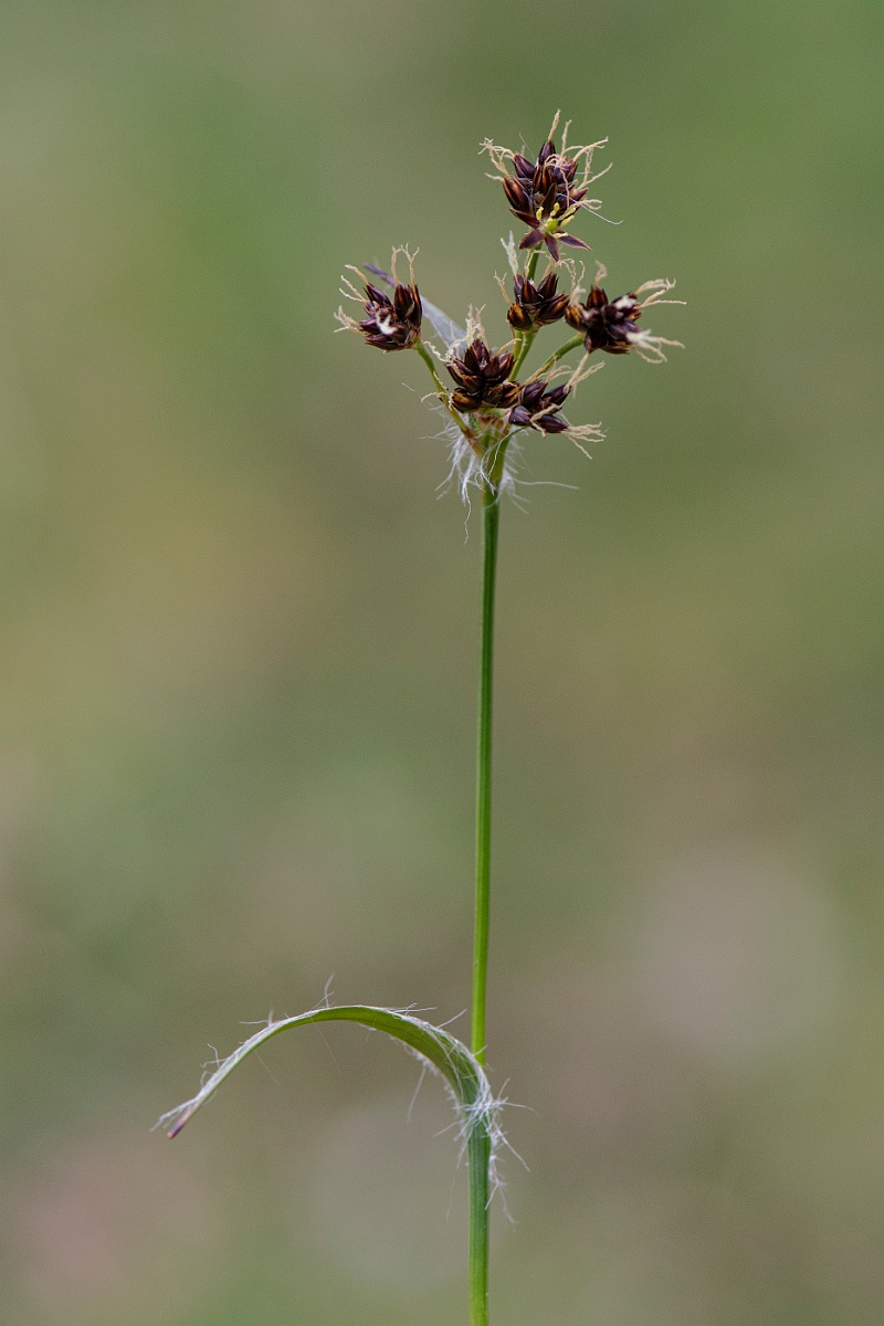 David Plant Photography - Wildlife Photography - Field wood-rush - B.JPG - Field wood-rush - Suffolk