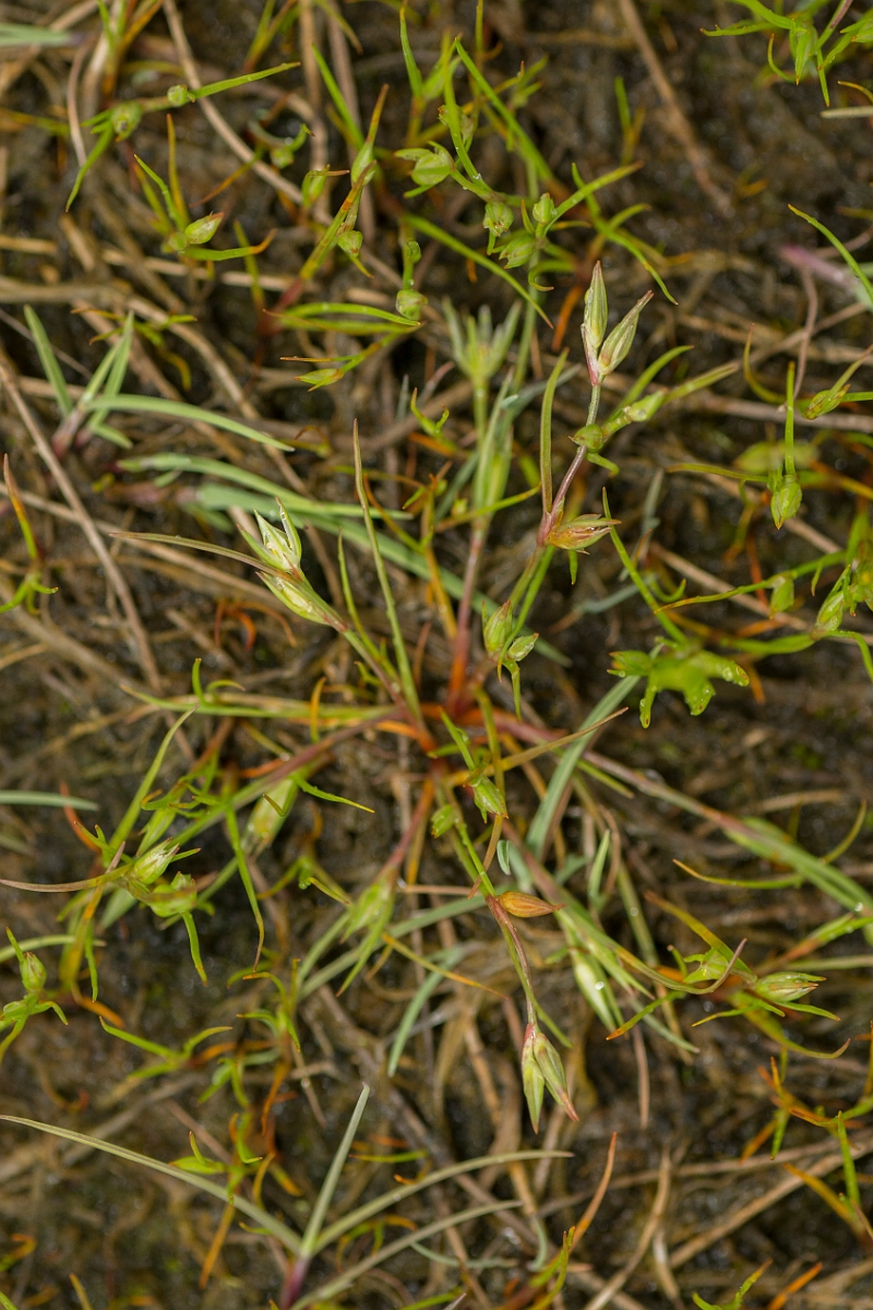 David Plant Photography - Wildlife Photography - Frog rush - A.jpg - Frog rush - Sutherland
