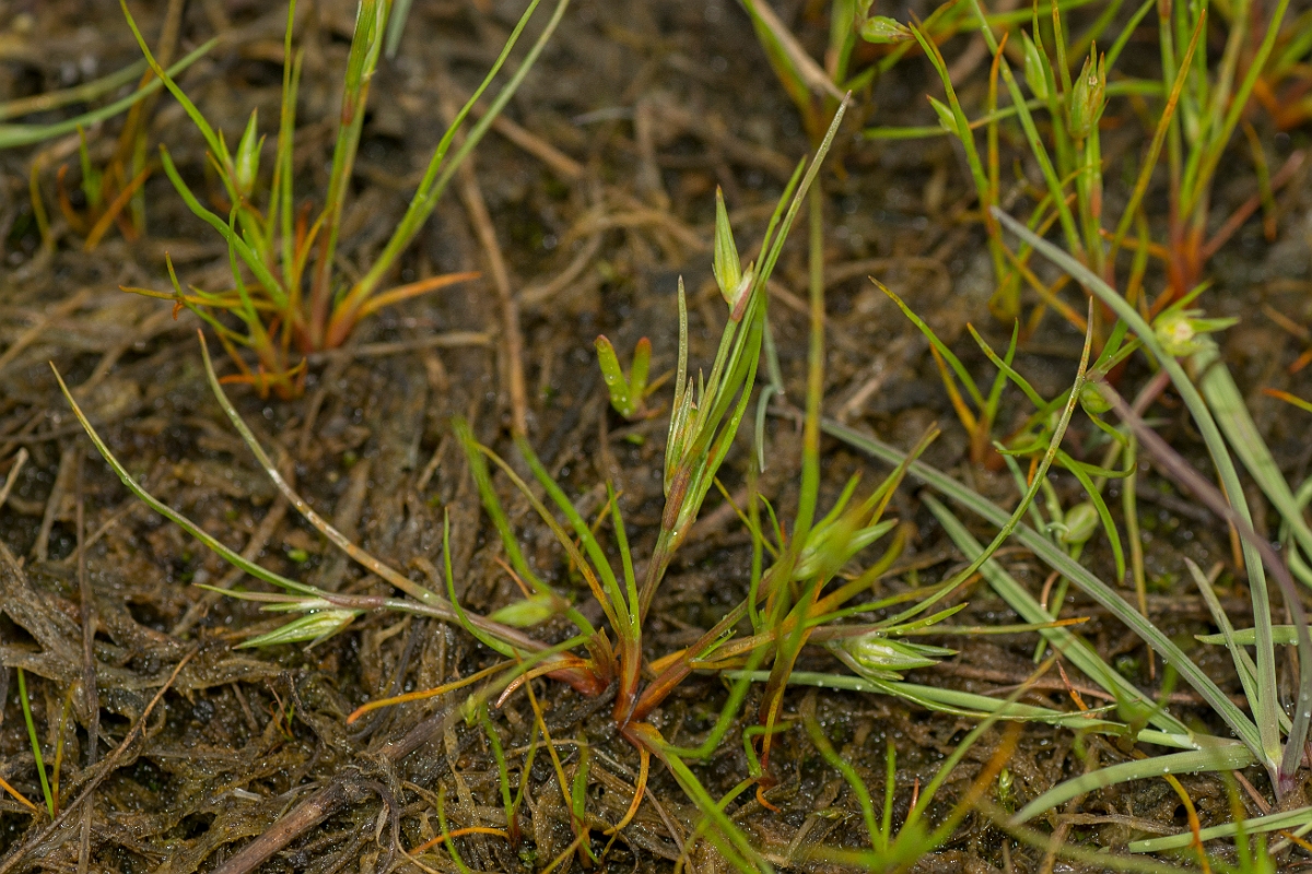 David Plant Photography - Wildlife Photography - Frog rush - B.jpg - Frog rush - Sutherland