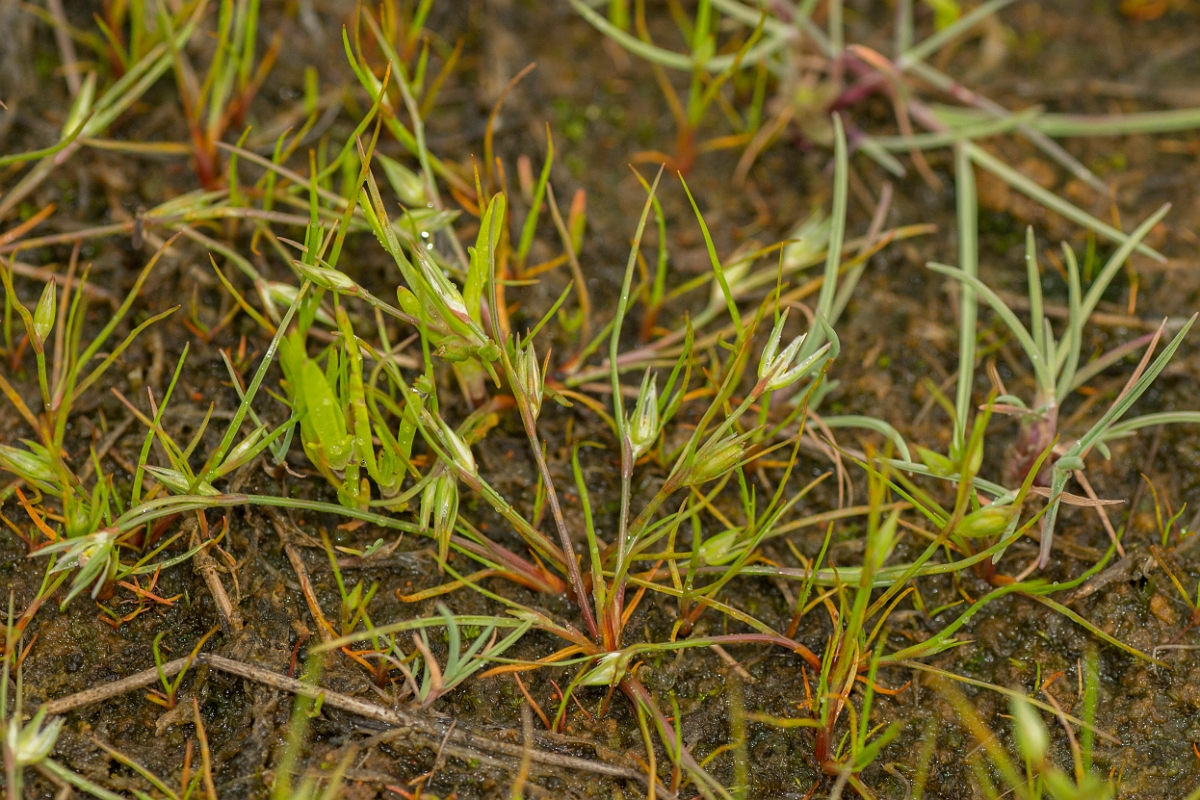 David Plant Photography - Wildlife Photography - Frog rush - C.jpg - Frog rush - Sutherland
