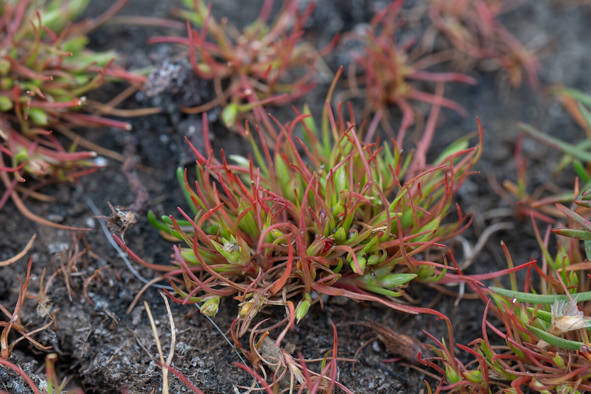 David Plant Photography - Wildlife Photography - Frog rush - D.jpg - Frog rush - Cornwall