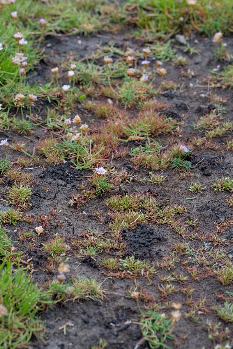 David Plant Photography - Wildlife Photography - Frog rush - E.jpg - Frog rush - Cornwall