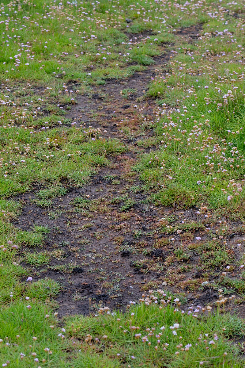 David Plant Photography - Wildlife Photography - Frog rush - I.jpg - Frog rush - Cornwall