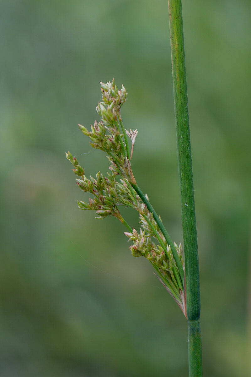 David Plant Photography - Wildlife Photography - Great soft rush - B.jpg - Great soft rush, flower - Bedfordshire
