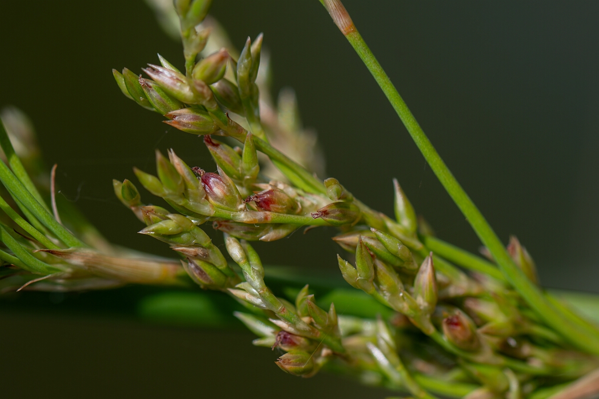 David Plant Photography - Wildlife Photography - Great soft rush - D.jpg - Great soft rush, flower - Bedfordshire