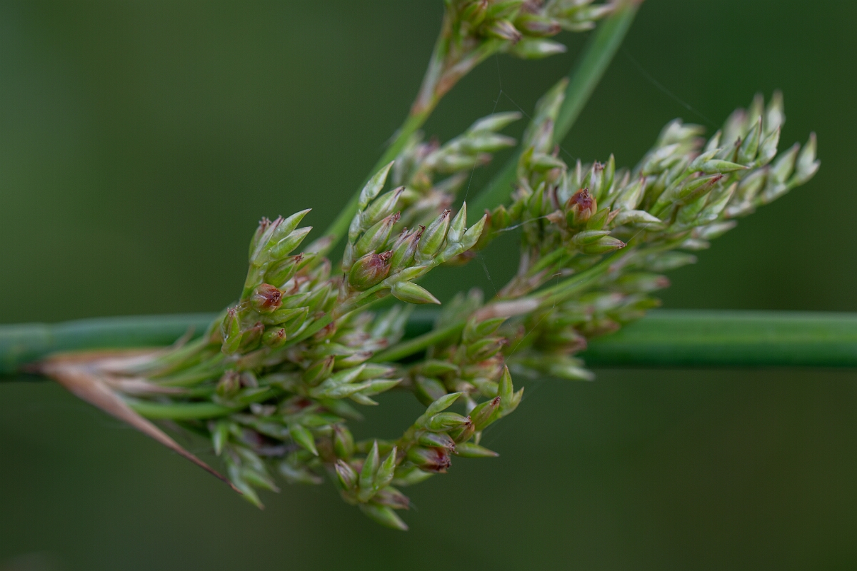 David Plant Photography - Wildlife Photography - Great soft rush - E.jpg - Great soft rush, flower - Bedfordshire