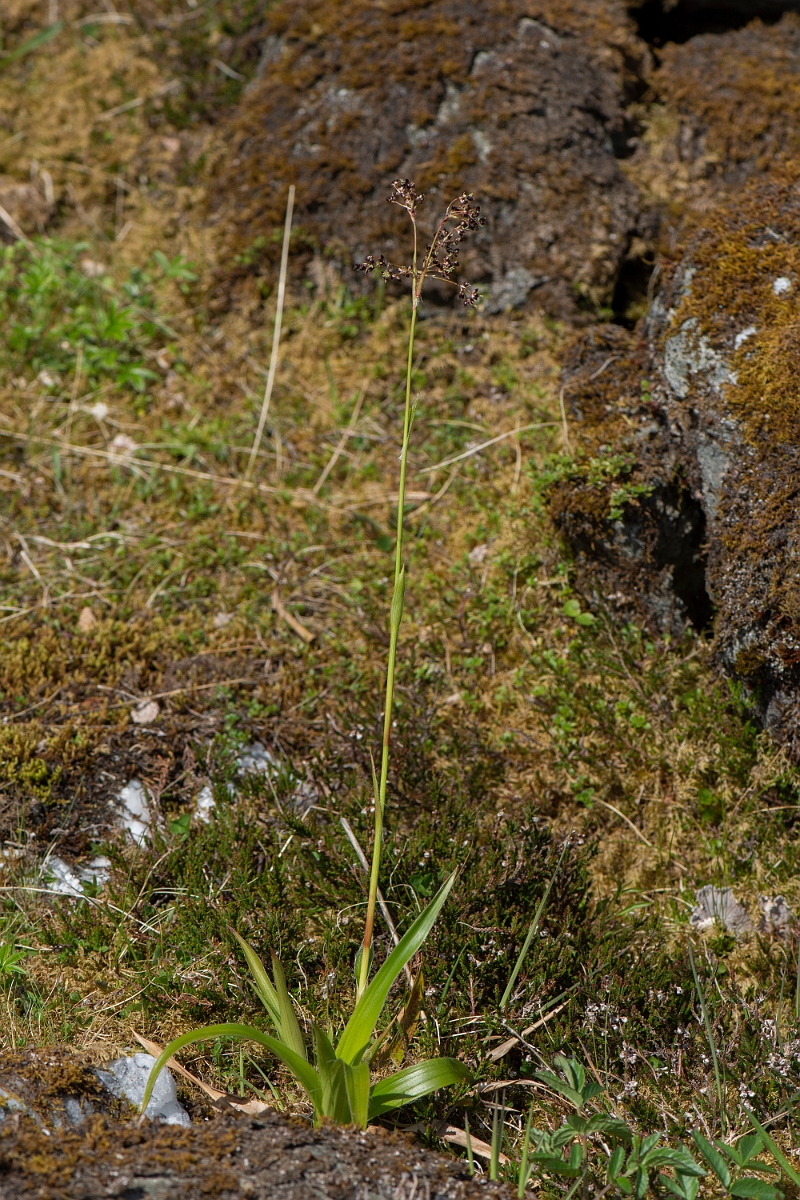 David Plant Photography - Wildlife Photography - Great wood-rush - D.JPG - Great wood-rush, plant - Perthshire