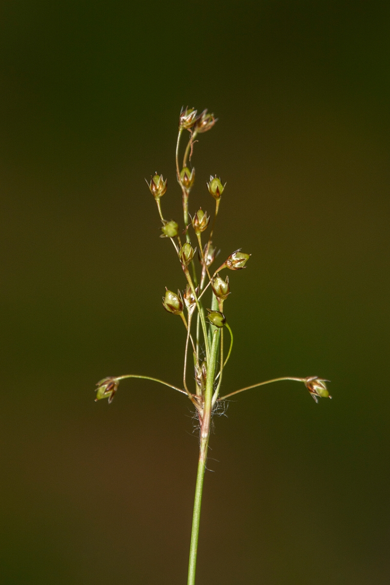 David Plant Photography - Wildlife Photography - Hairy wood-rush - A.jpg - Hairy wood-rush - Highlands