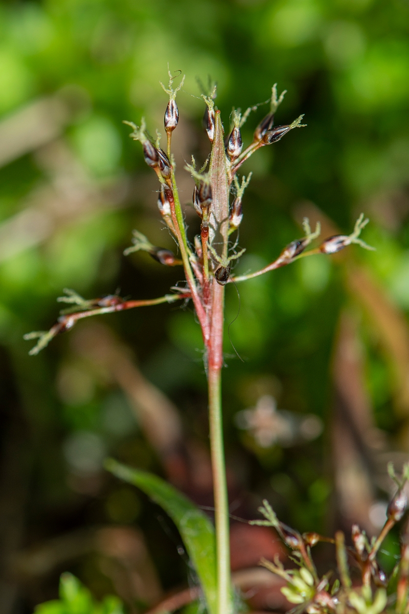David Plant Photography - Wildlife Photography - Hairy wood-rush - C.JPG - Hairy wood-rush - Cotswolds