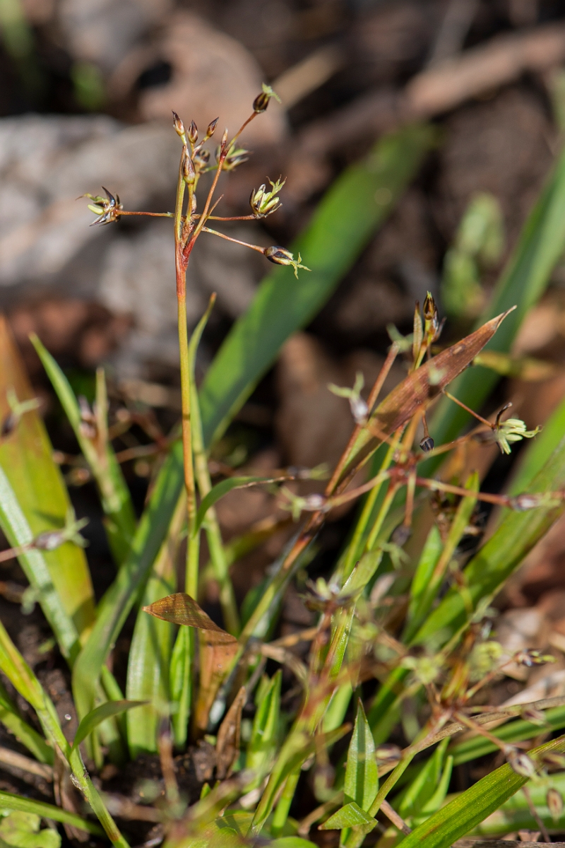 David Plant Photography - Wildlife Photography - Hairy wood-rush - G.JPG - Hairy wood-rush - Cotswolds