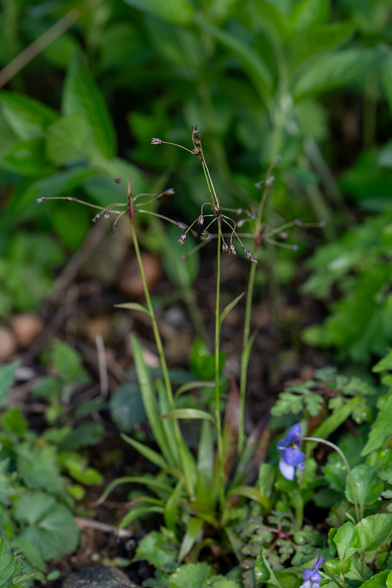 David Plant Photography - Wildlife Photography - Hairy wood-rush - I.jpg