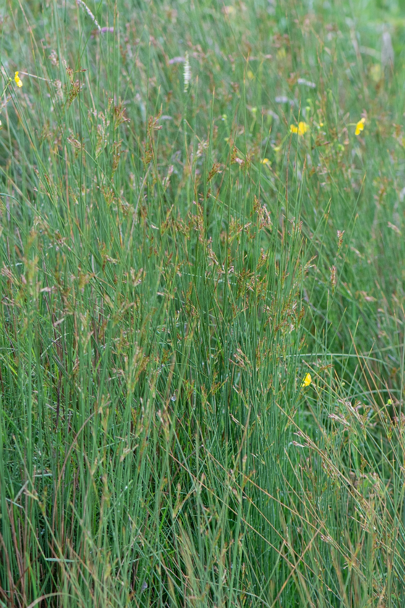 David Plant Photography - Wildlife Photography - Hard rush - A.JPG - Hard rush - Bridgend