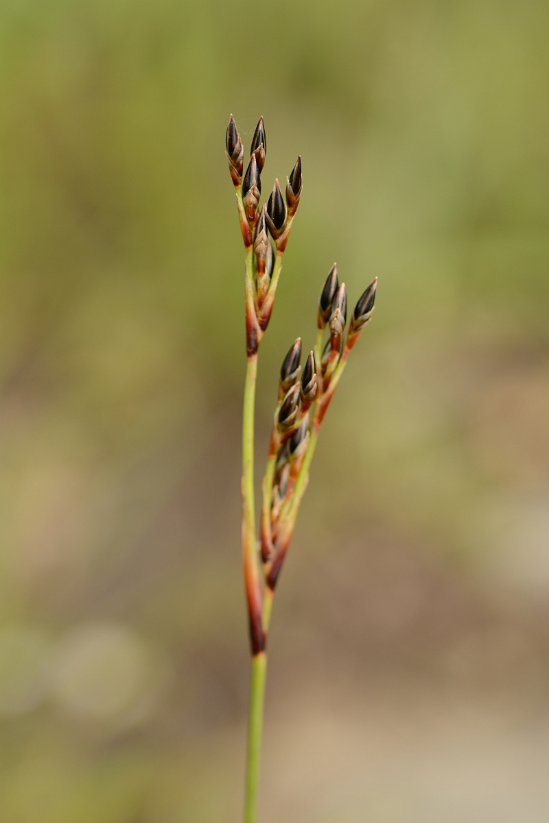 David Plant Photography - Wildlife Photography - Heath rush - A.jpg - Heath rush - Somerset