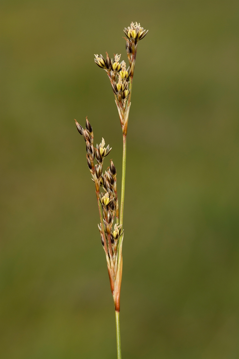 David Plant Photography - Wildlife Photography - Heath rush - B.jpg - Heath rush - Ayrshire