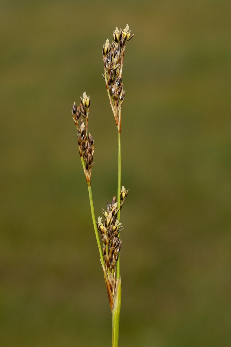 David Plant Photography - Wildlife Photography - Heath rush - C.jpg - Heath rush - Ayrshire