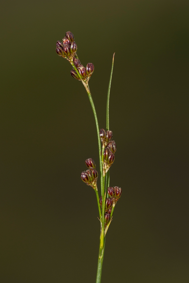 David Plant Photography - Wildlife Photography - Heath rush - D.jpg - Heath rush - Caithness