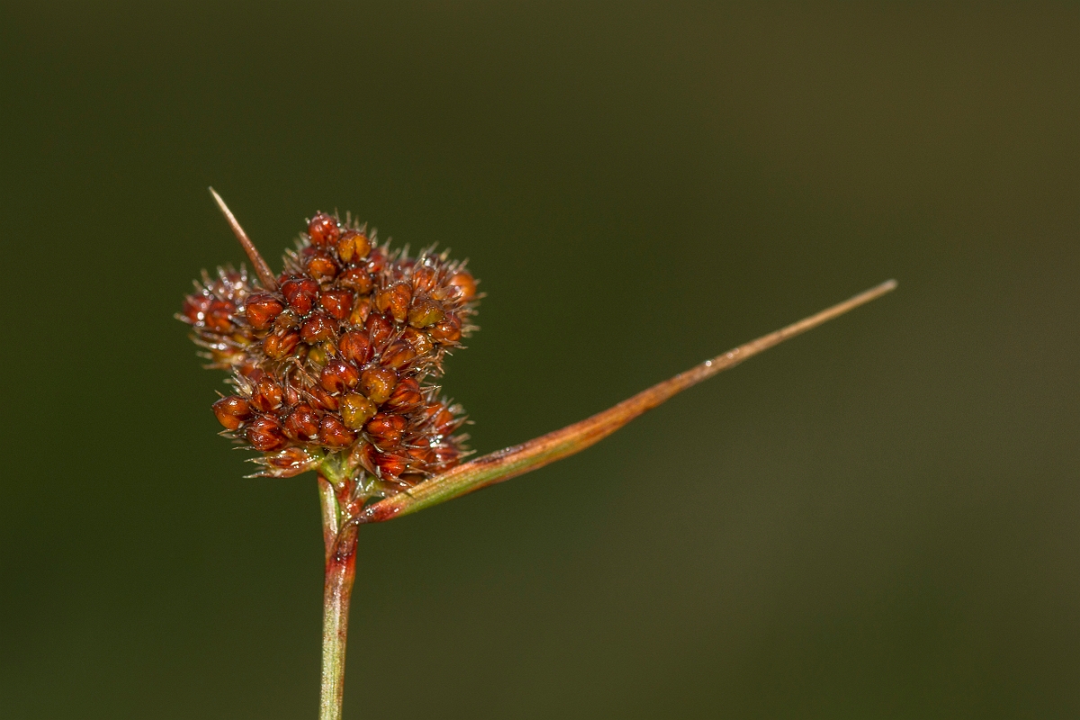 David Plant Photography - Wildlife Photography - Heath wood-rush - A.jpg - Heath rush - Ayrshire