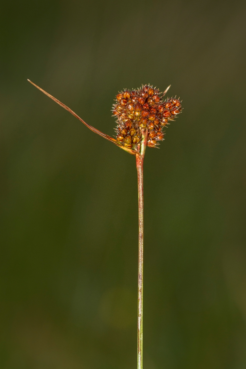 David Plant Photography - Wildlife Photography - Heath wood-rush - B.jpg - Heath rush - Ayrshire