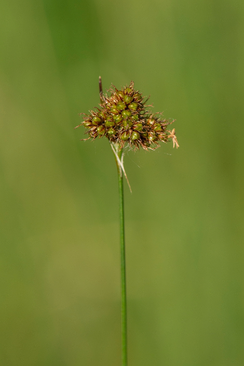 David Plant Photography - Wildlife Photography - Heath wood-rush - D.JPG - Heath wood-rush - Cambridgeshire