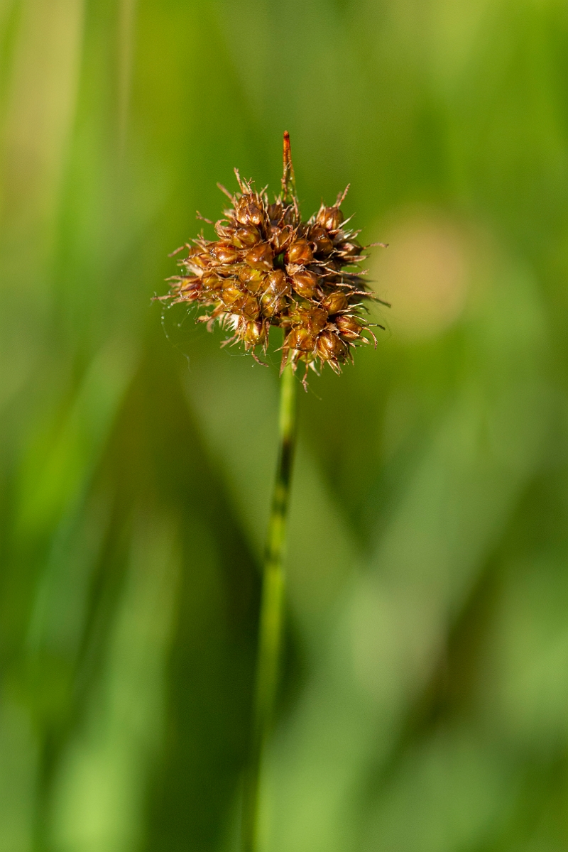 David Plant Photography - Wildlife Photography - Heath wood-rush - E.JPG - Heath wood-rush - Cambridgeshire
