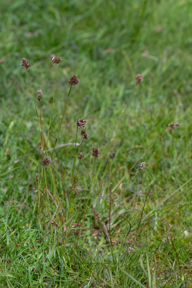 David Plant Photography - Wildlife Photography - Heath wood-rush - F.jpg - Heath wood-rush - Norfolk