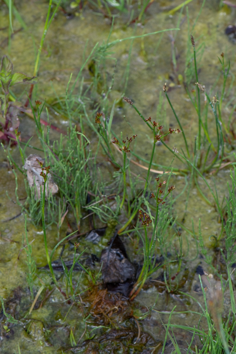 David Plant Photography - Wildlife Photography - Jointed rush - B.JPG - Jointed rush - Oxfordshire
