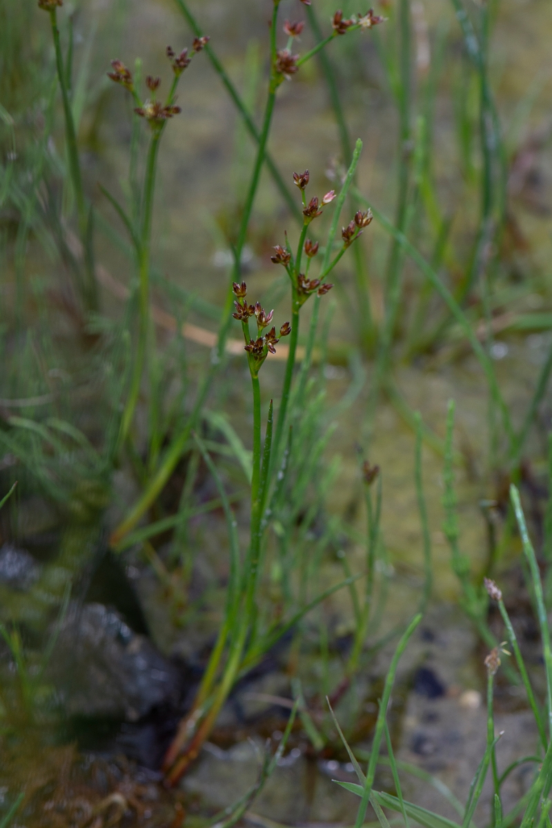David Plant Photography - Wildlife Photography - Jointed rush - C.JPG - Jointed rush - Oxfordshire